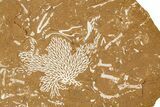 Ordovician Kukersite Oil Shale with Bryozoan Fossils - Russia #368958-1